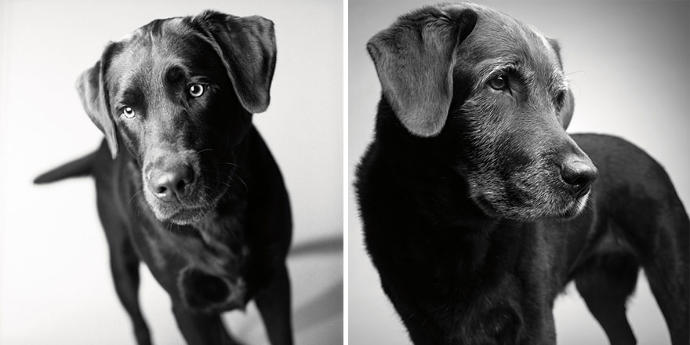 Looks Fade: Heartwarming Photos of Aging Dogs
