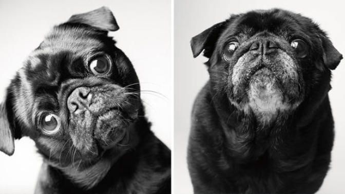 Looks Fade: Heartwarming Photos of Aging Dogs