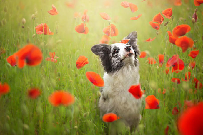 20 Dreamlike Photographs of Dogs to Brighten Up Your Day