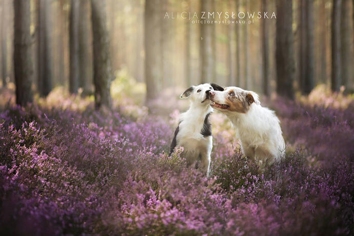 20 Dreamlike Photographs of Dogs to Brighten Up Your Day