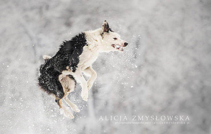 20 Dreamlike Photographs of Dogs to Brighten Up Your Day
