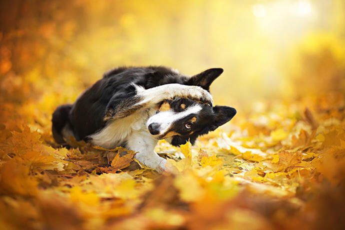 20 Dreamlike Photographs of Dogs to Brighten Up Your Day