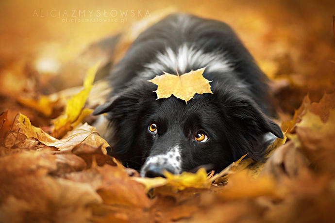 20 Dreamlike Photographs of Dogs to Brighten Up Your Day