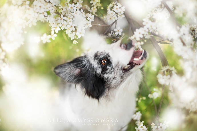 20 Dreamlike Photographs of Dogs to Brighten Up Your Day