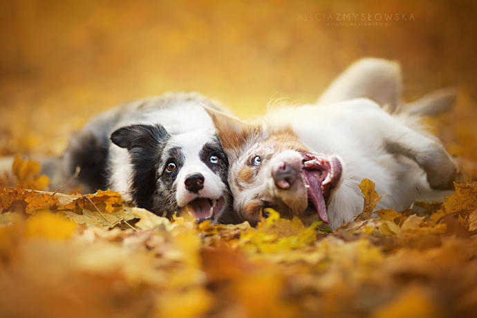 20 Dreamlike Photographs of Dogs to Brighten Up Your Day