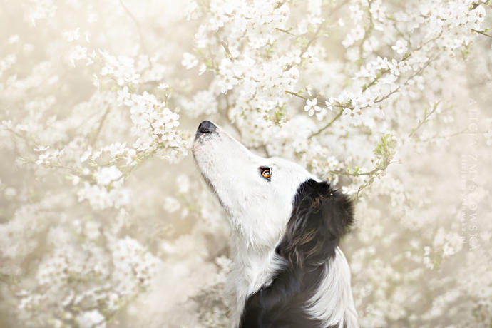20 Dreamlike Photographs of Dogs to Brighten Up Your Day
