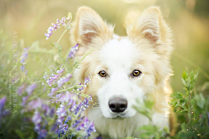 20 Dreamlike Photographs of Dogs to Brighten Up Your Day