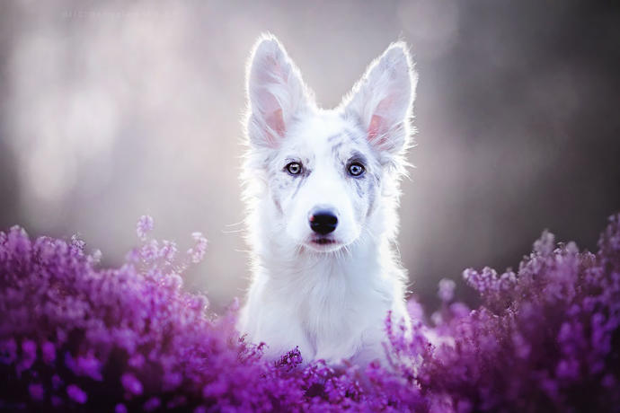 20 Dreamlike Photographs of Dogs to Brighten Up Your Day