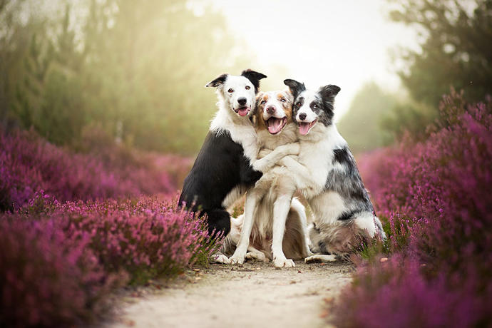 Dreamlike Photographs of Dogs to Brighten Up Your Day