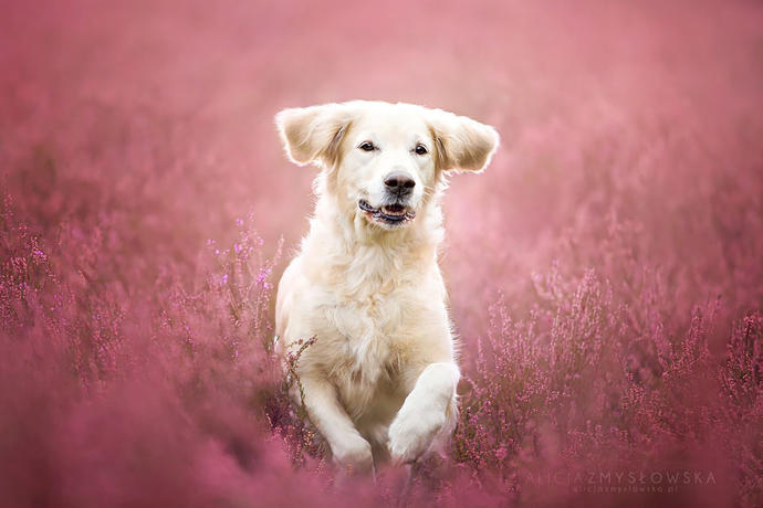 20 Dreamlike Photographs of Dogs to Brighten Up Your Day