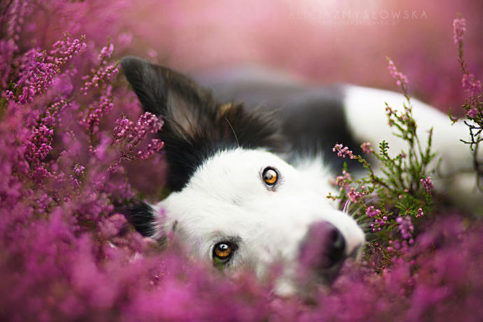 20 Dreamlike Photographs of Dogs to Brighten Up Your Day