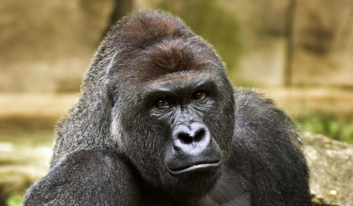 Zookeeper Explains What Harambe the Gorilla Was Actually Doing With the Kid