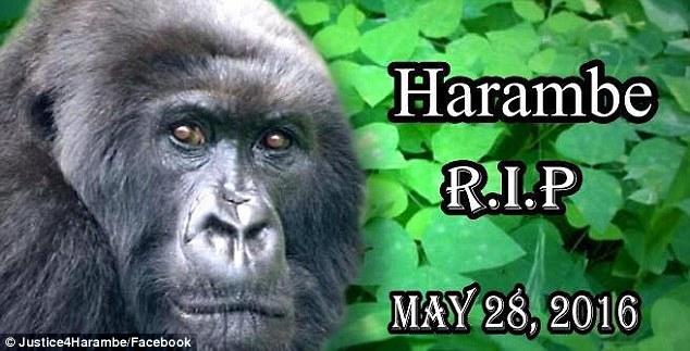 Zookeeper Explains What Harambe the Gorilla Was Actually Doing With the Kid