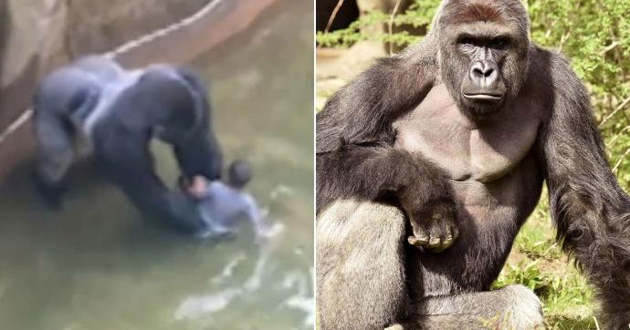 Zookeeper Explains What Harambe the Gorilla Was Actually Doing With the Kid