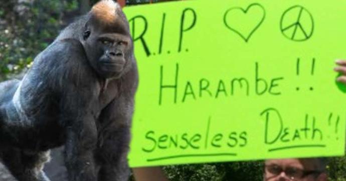 Zookeeper Explains What Harambe the Gorilla Was Actually Doing With the Kid