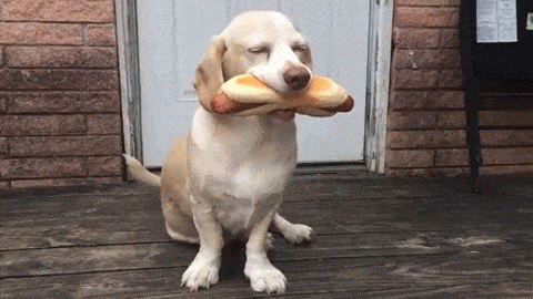 The Dog vs Cat Debate: Which Side Are You On?
