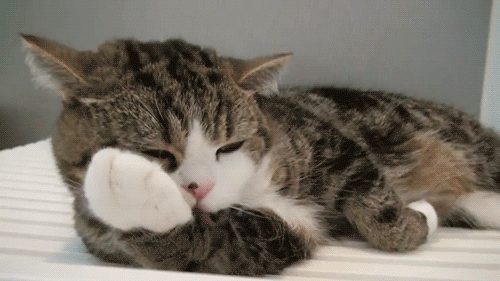 The Dog vs Cat Debate: Which Side Are You On?