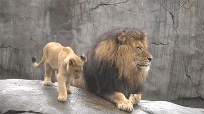 Here's to Dad: Top 10 Best Fathers in the Animal Kingdom