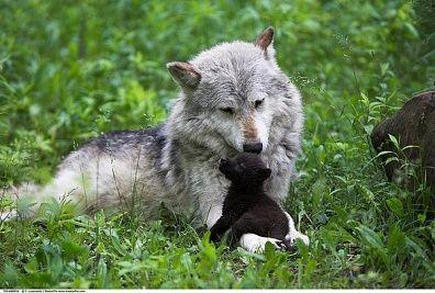 Here's to Dad: Top 10 Best Fathers in the Animal Kingdom