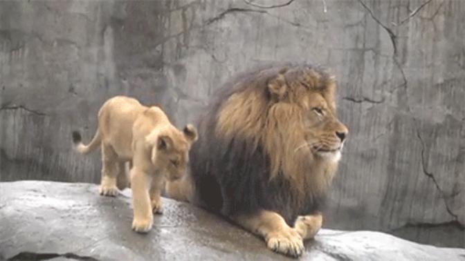 Here's to Dad: Top 10 Best Fathers in the Animal Kingdom