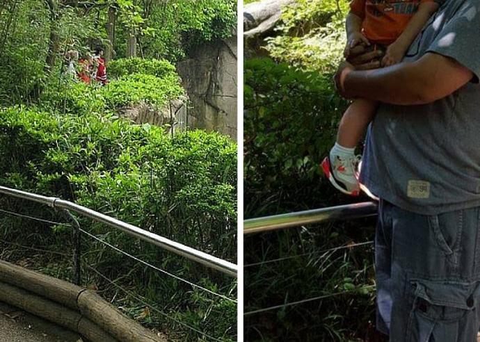 Harambe vs. Alligator: Which is the Greater Tragedy?