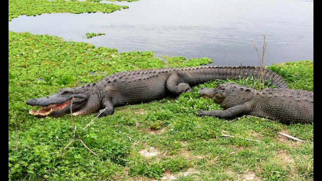 Harambe vs Alligator: The Greater Tragedy?