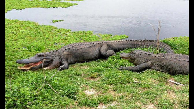 Harambe vs. Alligator: Which is the Greater Tragedy?