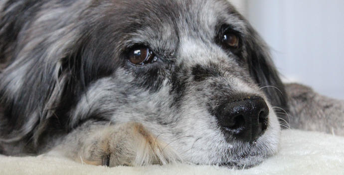 9 Reasons Why You Should Adopt—Not Buy—A Pet! 🐶🐱