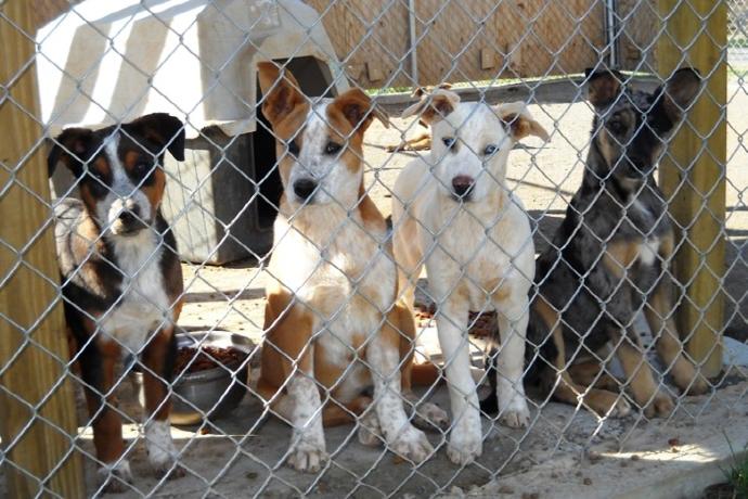 Reasons Why You Should Adopt—Not Buy—A Pet! 🐶🐱