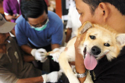 9 Reasons Why You Should Adopt—Not Buy—A Pet! 🐶🐱