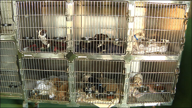 9 Reasons Why You Should Adopt—Not Buy—A Pet! 🐶🐱