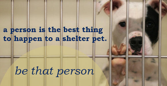 9 Reasons Why You Should Adopt—Not Buy—A Pet! 🐶🐱