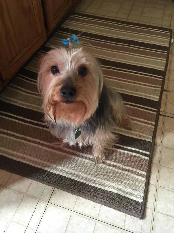 9 Reasons Why You Should Adopt—Not Buy—A Pet! 🐶🐱