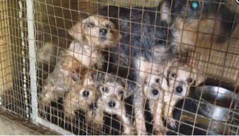 9 Reasons Why You Should Adopt—Not Buy—A Pet! 🐶🐱