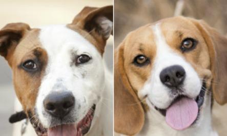 9 Reasons Why You Should Adopt—Not Buy—A Pet! 🐶🐱