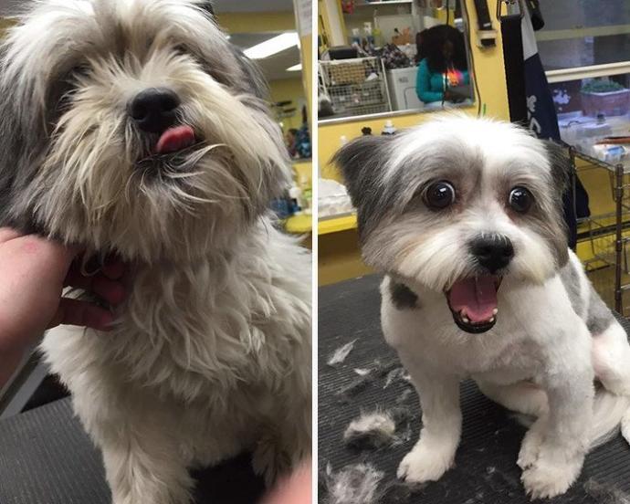 9 Reasons Why You Should Adopt—Not Buy—A Pet! 🐶🐱