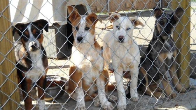 9 Reasons Why You Should Adopt—Not Buy—A Pet! 🐶🐱