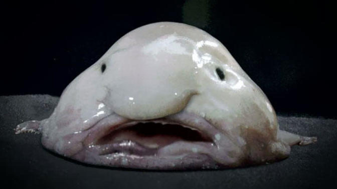 15 Weird and Wacky Animals You Probably Never Knew Existed