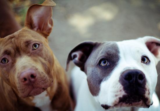 Pit Bulls: Monsters or Misunderstood?