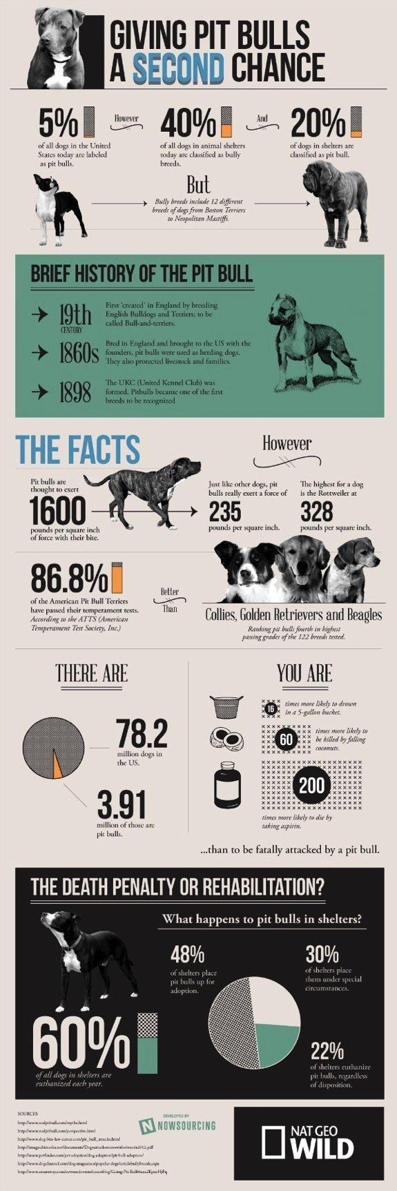 Pit Bulls: Monsters or Misunderstood?