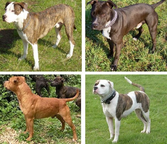Pit Bulls: Monsters or Misunderstood?