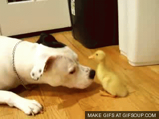 Pit Bulls: Monsters or Misunderstood?