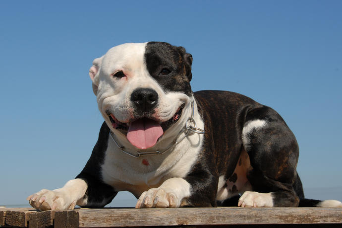 Pit Bulls: Monsters or Misunderstood?