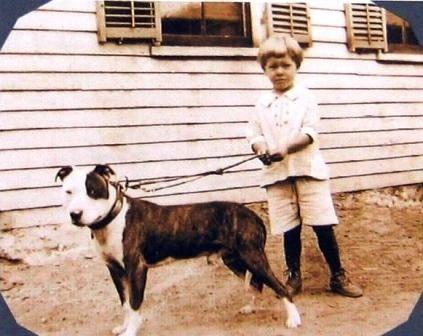 Pit Bulls: Monsters or Misunderstood?