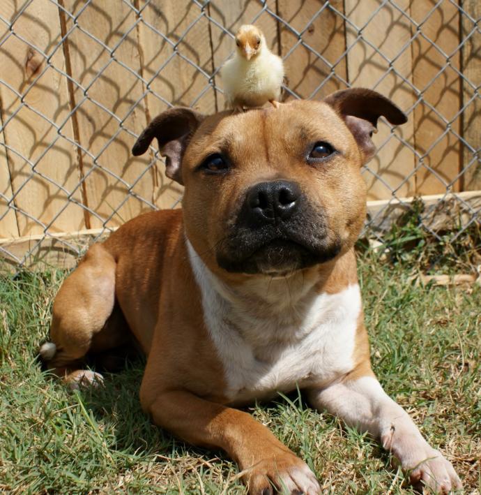 Pit Bulls: Monsters or Misunderstood?