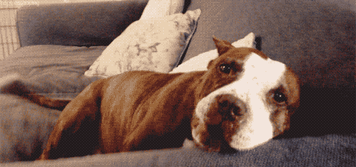 Pit Bulls: Monsters or Misunderstood?