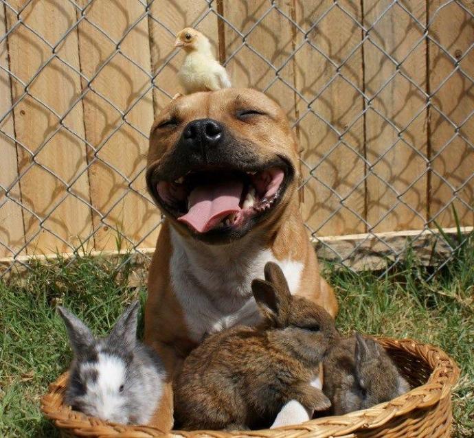 Pit Bulls: Monsters or Misunderstood?