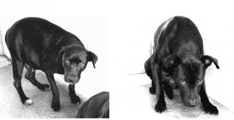 Pit Bulls: Monsters or Misunderstood?