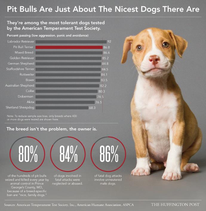 Pit Bulls: Monsters or Misunderstood?