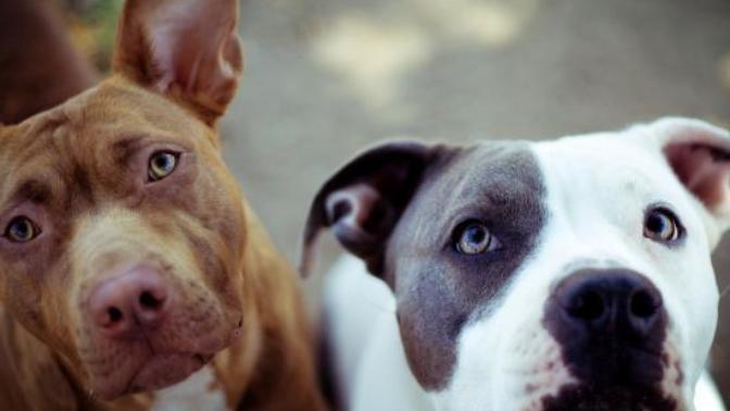 Pit Bulls: Monsters or Misunderstood?